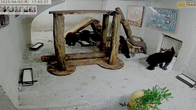 Медвежата уже с покойно заходят в детскую комнату