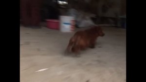 Собаку разлучили с коровой