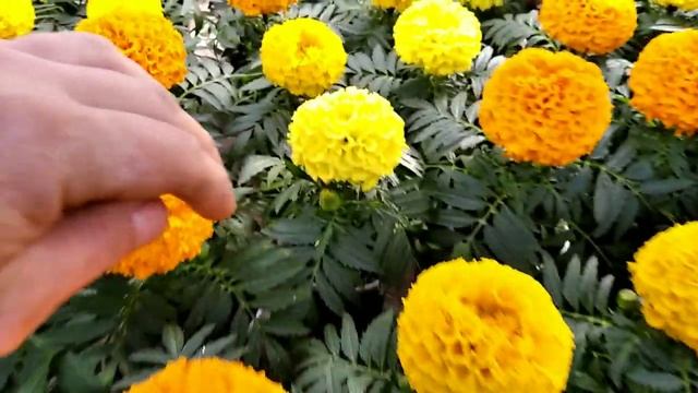 БАРХАТЦЫ ТАЙШАН ИЛИ ДИСКАВЕРИ Наш опыт в выращивании!