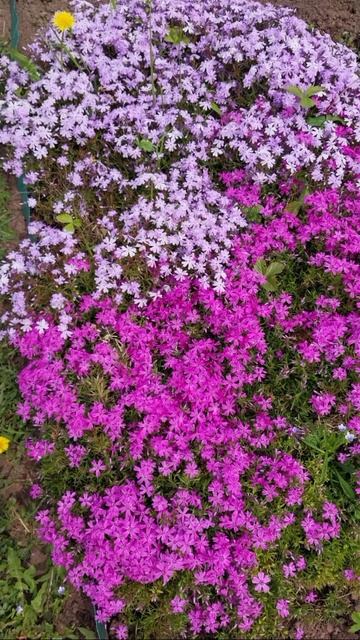 мир цветов смотреть онлайн