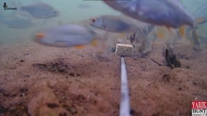 🔴РЕАКЦИЯ РЫБЫ НА ЖМЫХ КУКУРУЗНЫЙ И ПОДСОЛНЕЧНИК🔴подводные сьемки