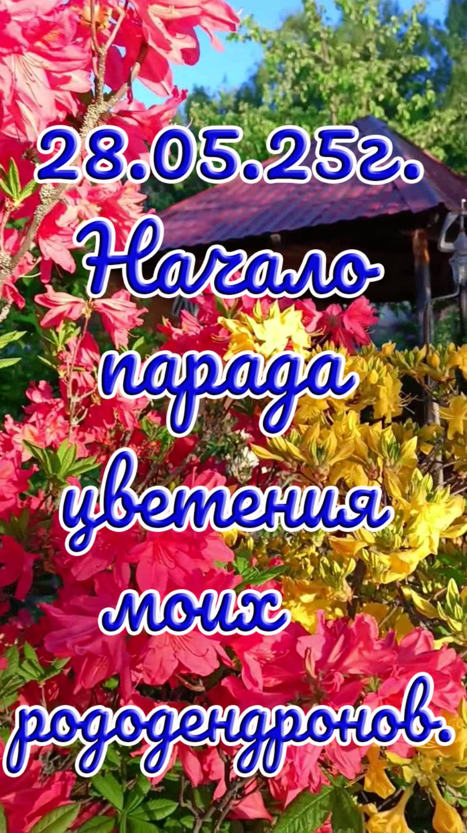 28.05.25г. Начало парада цветения моих рододендронов.
