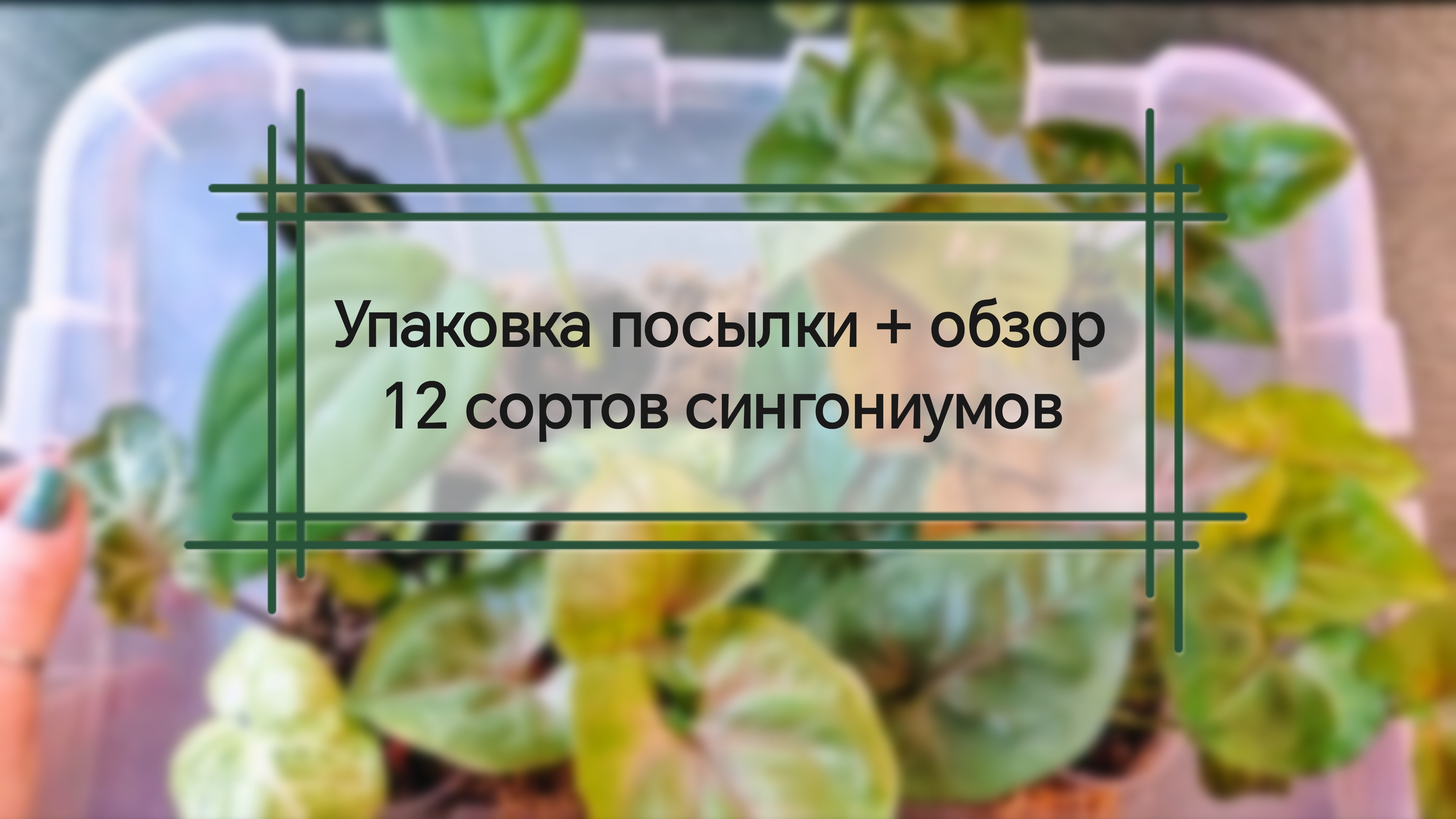 Упаковка посылки с растениями + обзор 12 сортов сингониумов.
