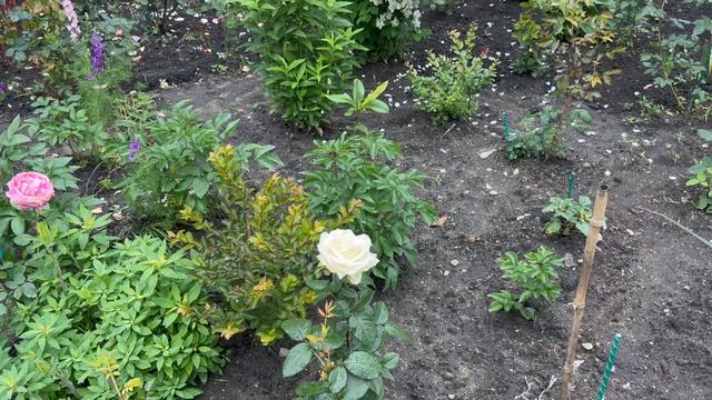 Лазаревское 2 июня утро цветы для настроения 🌹🌹🌹