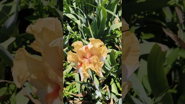 Ирисы. Никитский ботанический сад. 01.06.25 (1)