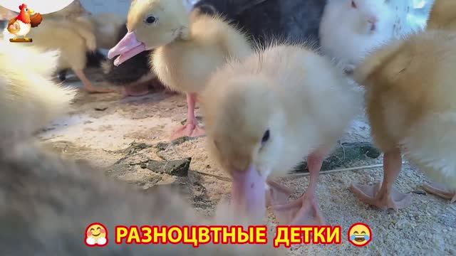 Цыплята и утята милые пушистики растут на радость хозяину (17)