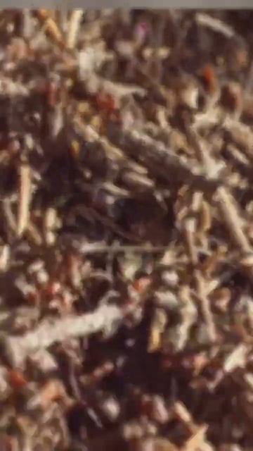 Удивительные факты о муравьях! #муравьи #факти #природ? смотреть онлайн