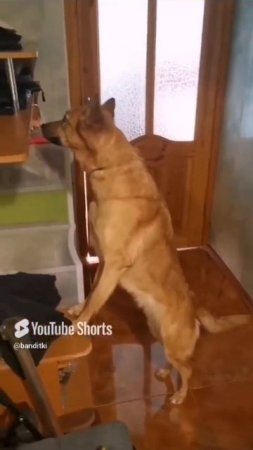 Наша потеряшка🥰🥰🥰
