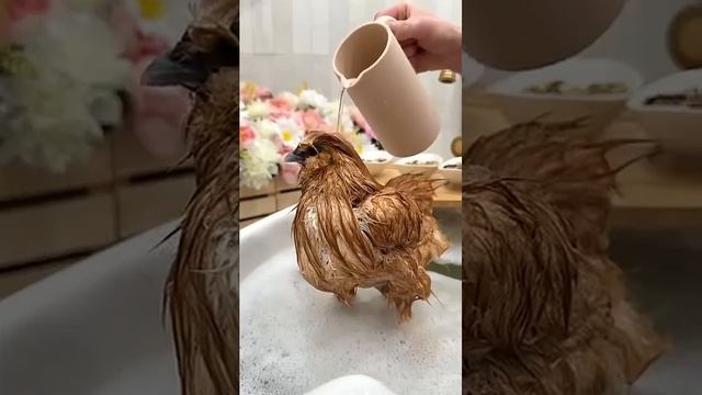 My Chicken’s Spring Bath Routine