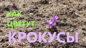 Как цветут крокусы