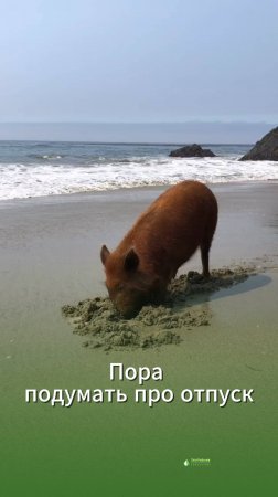 Кабан уже на море купается, а вы всё в камуфляже ходите!  Николай Середа (Охотрыболовконсалтинг)