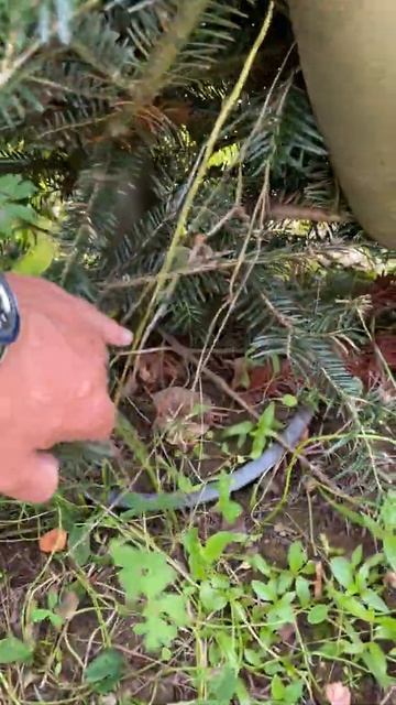 Фразер в горшке смотреть онлайн