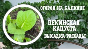 Огород на балконе. Пекинская капуста и зачем мне все это.