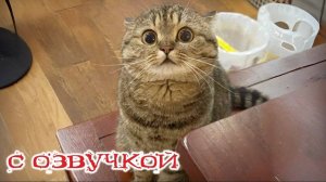 Приколы с Котами!😸🫣Смешные Коты и Кошки! С озвучкой! Смешные Видео с Животными!
