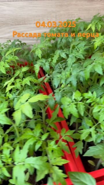 Рассада томатов и перцов. Апрель 4, 2025 года. смотреть онлайн
