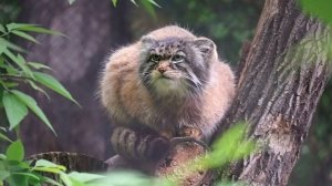 Веселые и яркие моменты из жизни взрослых манулов на тенистой аллее.