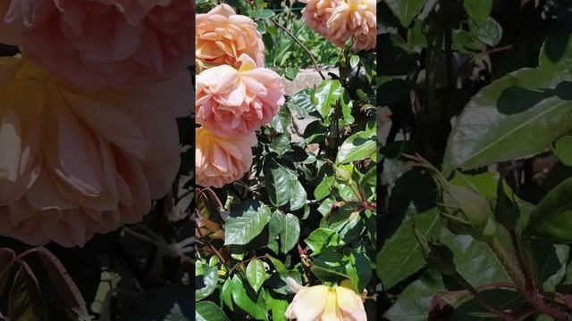 Розы. Никитский ботанический сад. 01.06.25 (5)