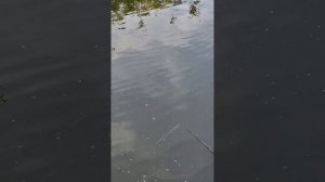 Наловил кучу карасиков на Танаго 1.8м. Рекордно маленький карасик. Карась на поплавочную снасть