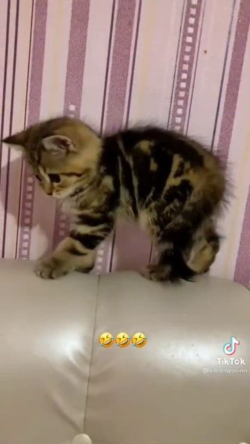 кокда кот разодрал обои но ты его любишь смотреть онлайн