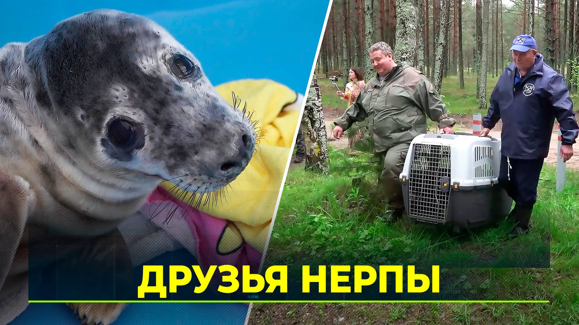 В Петербурге находят, спасают и выпускают в море тюленей-подростков