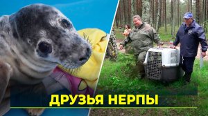 В Петербурге находят, спасают и выпускают в море тюленей-подростков