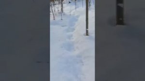 Волк в петле 2мм.