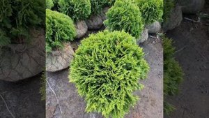 Шикарные туи Даника по АКЦИИ