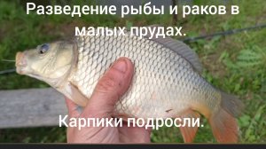 Разведение рыбы и раков в малых прудах. Карпики подросли. #топыкатегорий ( есть канал на you- tub )