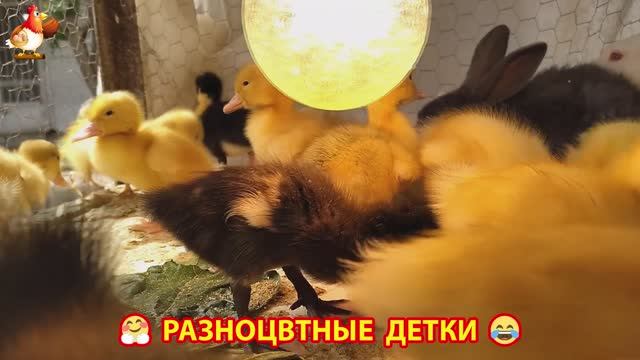 Цыплята и утята милые пушистики растут на радость хозяину (16)