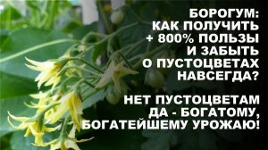Пятый элемент бор. Чудодейственный Борогум спасает томаты, перцы, баклажаны и другие растения