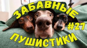 Я РЖАЛ ДО СЛЕЗ 😹 СМЕШНЫЕ КОШКИ И СОБАКИ  СМЕШНЫЕ ЖИВОТНЫЕ 2025 😹 ЛУЧШИЕ ПРИКОЛЫ #27
