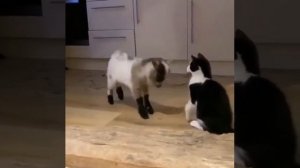Котик с козликом резвятся ✨🐈🤩