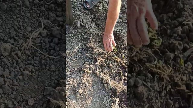 Так картофель ещё не сажали! Дедовский способ выращив? смотреть онлайн