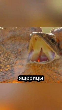 Самая быстрая ящерица природы Побег от змей!