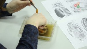 Зоология беспозвоночных. Часть 3. Изучение анатомического строения моллюска (Е. Богомолова)