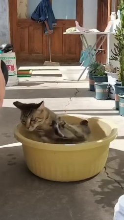 the cat is taking a bath #cats