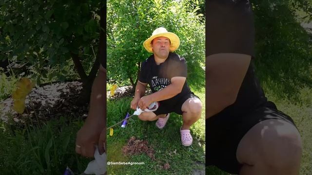 Что делать если высадили саженцы, а они начали сохнуть и не растут.