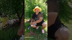 Что делать если высадили саженцы, а они начали сохнуть и не растут.