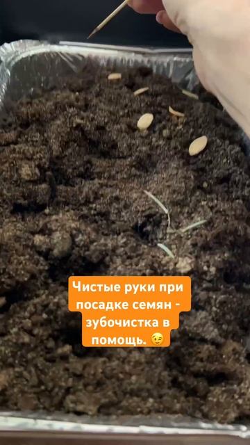 Чистые руки при посадке семян- зубочистка в помощь. смотреть онлайн