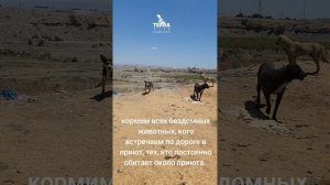 кормим бездомных животных