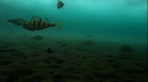 Подводное видео. Рыба под торосом. 2 метра под льдом.