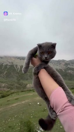Кот Дым в горах Дагестана. Майское путешествие в Дагестан. Май 2025г. Дагестан.