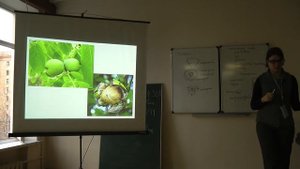 4.11.13 Морфология и анатомия плода -  Платонова А.Г.