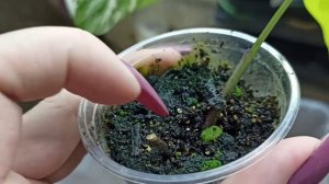 Черенки вариегатной монстеры укоренились :) продолжение к предыдущему видео