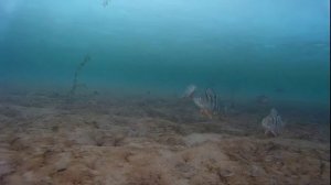 Подводное видео. Осторожные окуни.