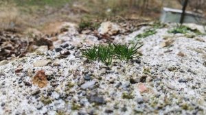 Молодая трава