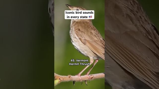 Iconic bird sounds in every state