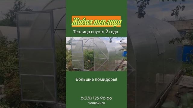 Большие помидоры в теплице #парники #теплица #поликарб смотреть онлайн