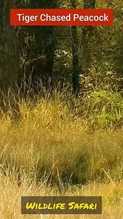 The Tiger chased the Peacock #shorts #shortsfeed #ytshorts #trending