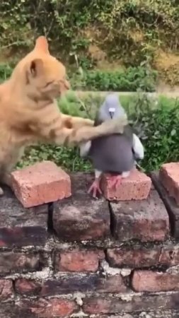 Kucing oyen dan burung merpati berantem #comedycat #comedy #tentangkucing #animals #sayangkucing